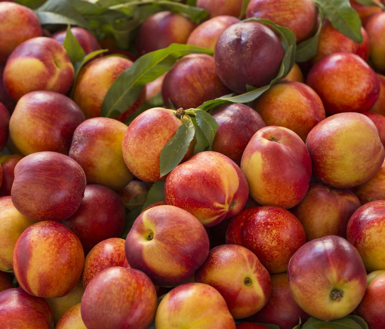 Nectarines